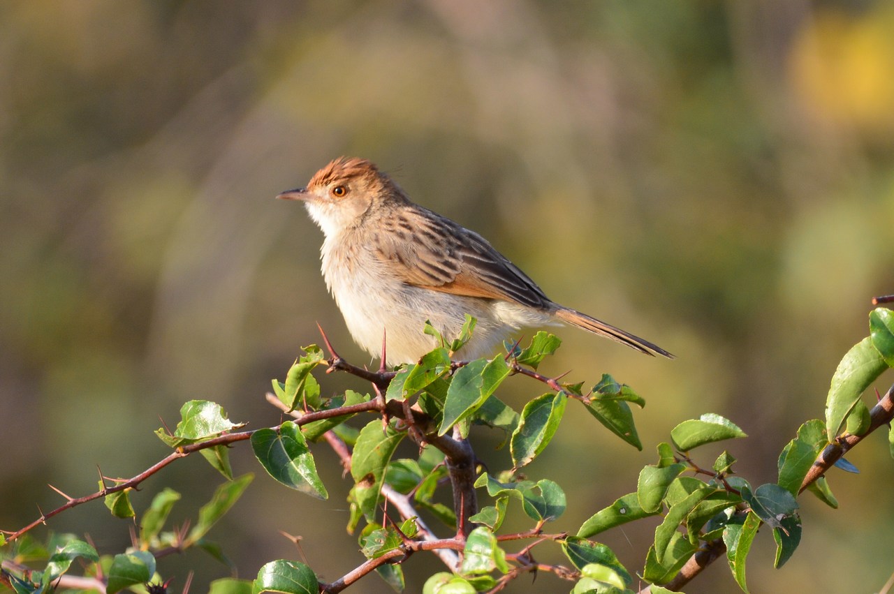 Cisticola chiniana Cisticola chiniana